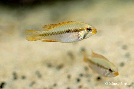 Apistogramma gibbiceps