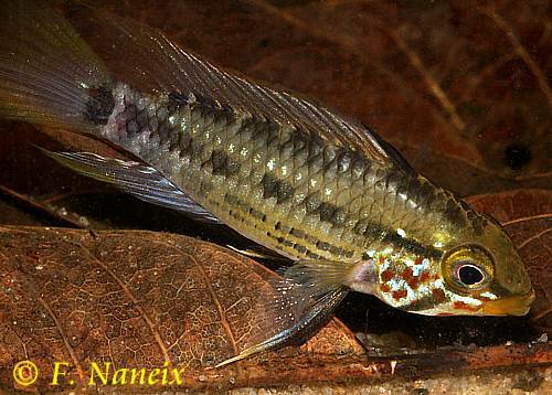 Apistogramma gossei
