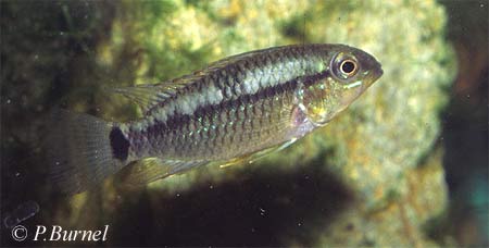 Apistogramma hippolytae