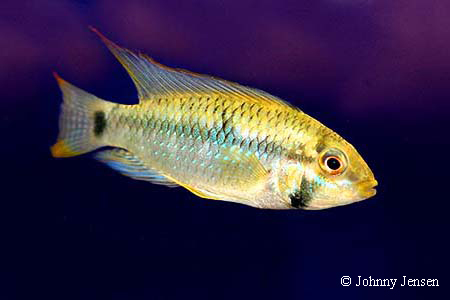 Apistogramma hoignei