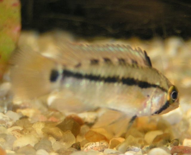 Apistogramma juruensis