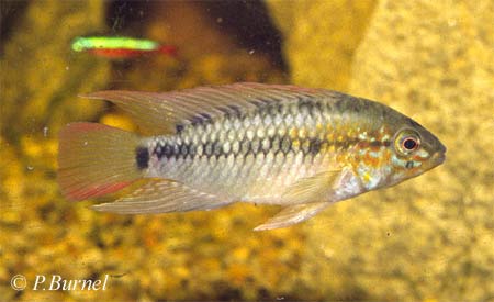Apistogramma macmasteri