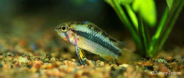 Apistogramma norberti