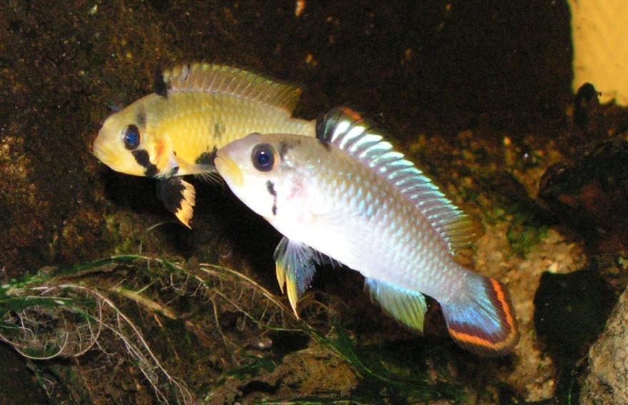 Apistogramma panduro
