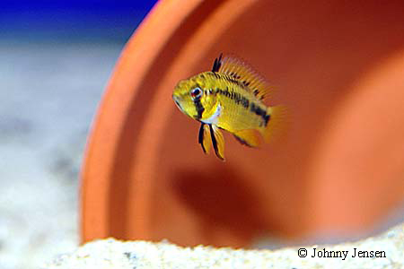 Apistogramma resticulosa