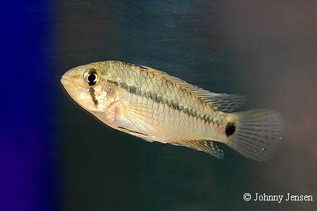 Apistogramma steindachneri