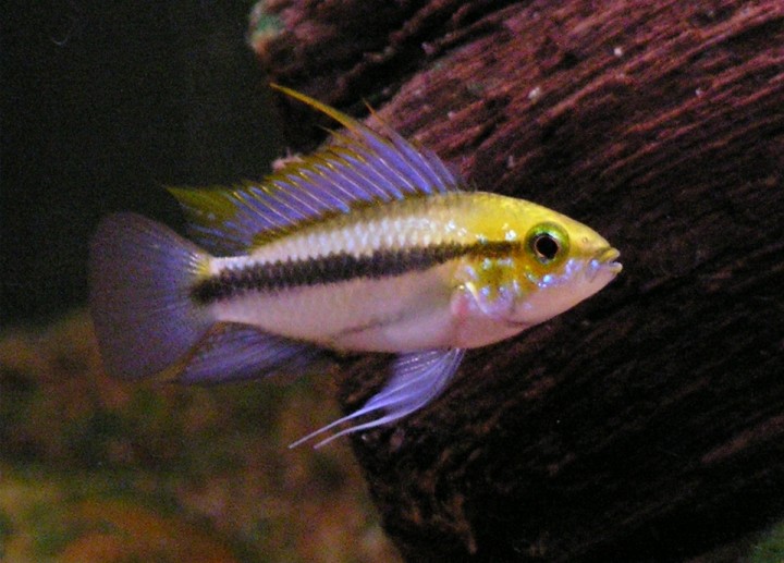 Apistogramma trifasciata