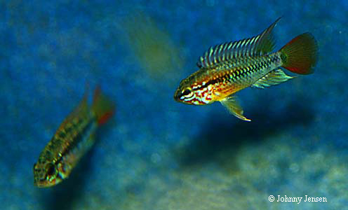 Apistogramma viejita