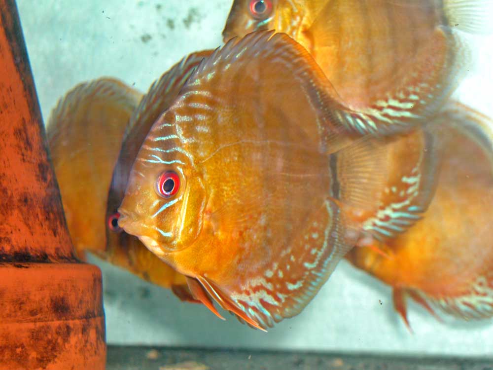 Symphysodon aequifasciatus aequifasciatus