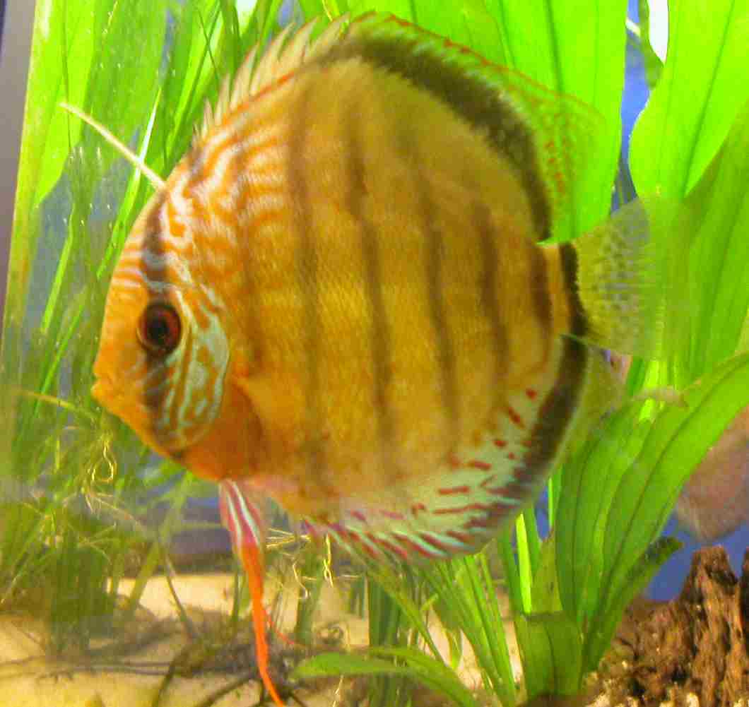 Symphysodon aequifasciatus axelrodi