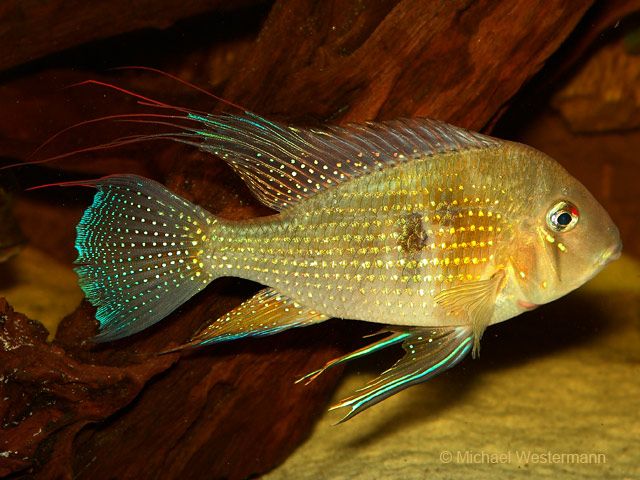 Acarichthys heckelii