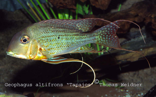 Geophagus altifrons