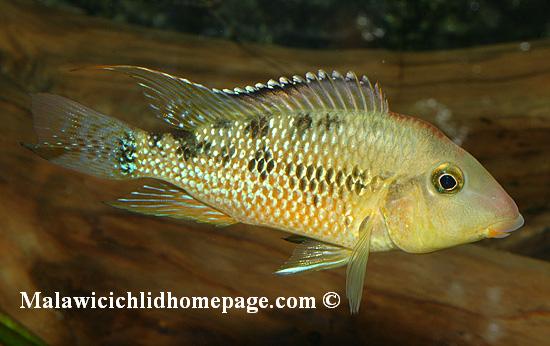 Geophagus steindachneri