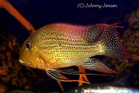 Geophagus surinamensis