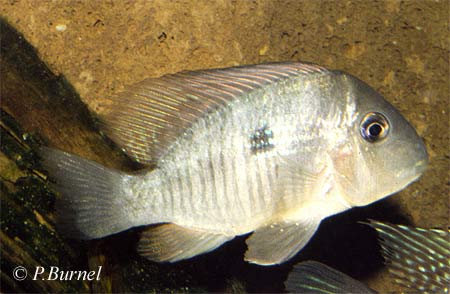 Gymnogeophagus balzanii