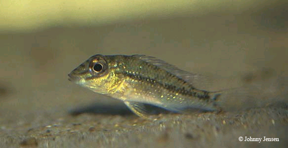 Satanoperca jurupari