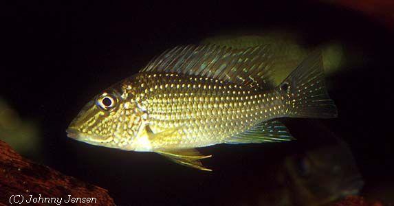 Satanoperca leucosticta