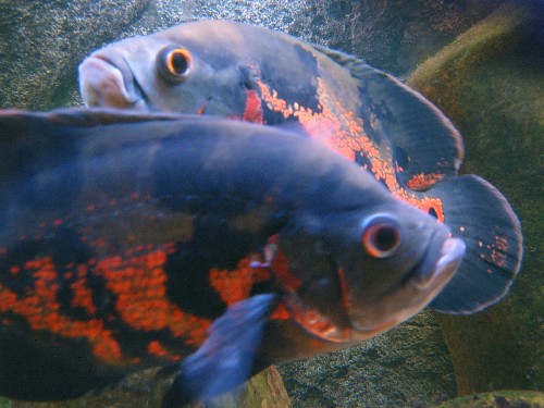 Astronotus ocellatus