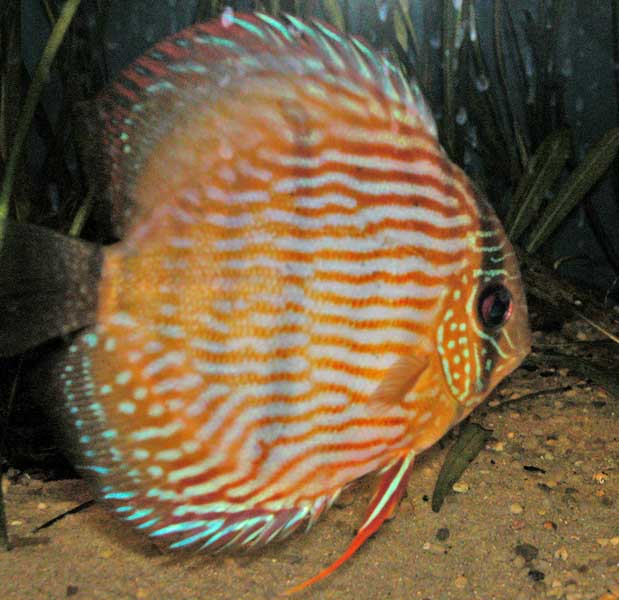 Symphysodon discus