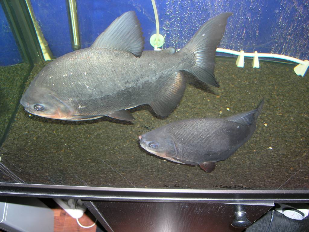 Piaractus brachypomus