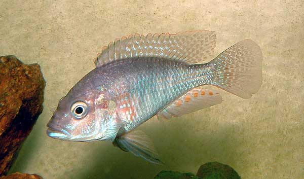 Astatotilapia burtoni