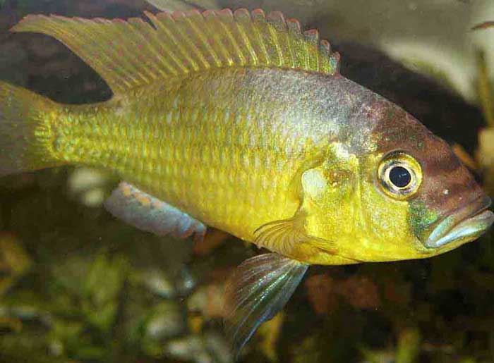 Astatotilapia paludinosa