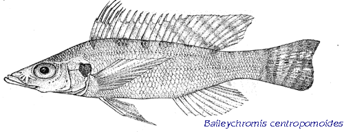Baileychromis centropomoides