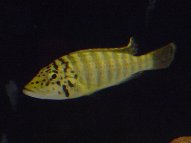 Ctenochromis horei