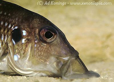 Gnathochromis permaxillaris