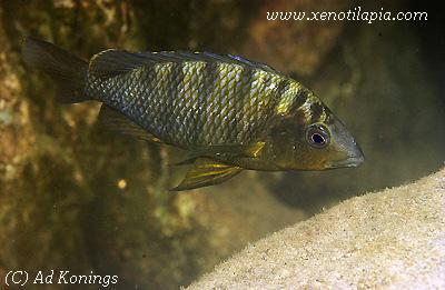 Gnathochromis pfefferi