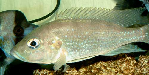 Greenwoodochromis christyi