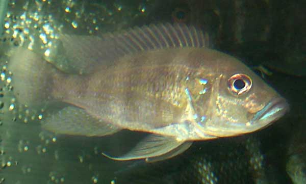 Limnochromis abeelei