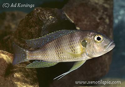 Limnochromis staneri