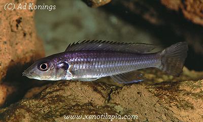 Reganochromis calliurus