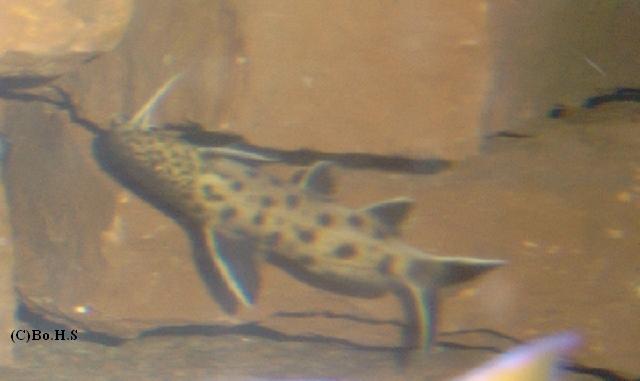 Synodontis Petricola