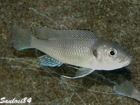 Tangachromis dhanisi