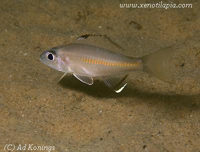 Trematocara variable