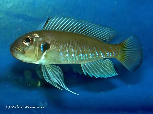 Triglachromis otostigma