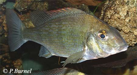 Tylochromis polylepis
