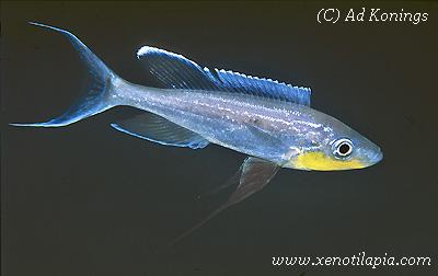 Benthochromis melanoides