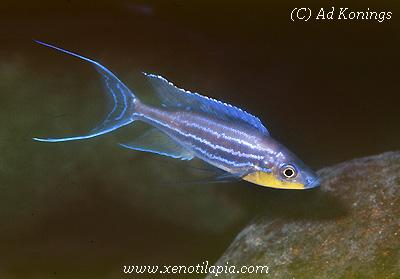 Benthochromis tricoti