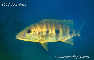 Boulengerochromis microlepis