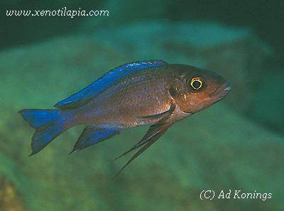 Cunningtonia longiventralis