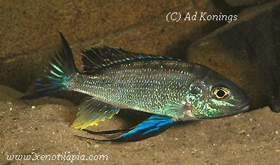 Cyathopharynx furcifer