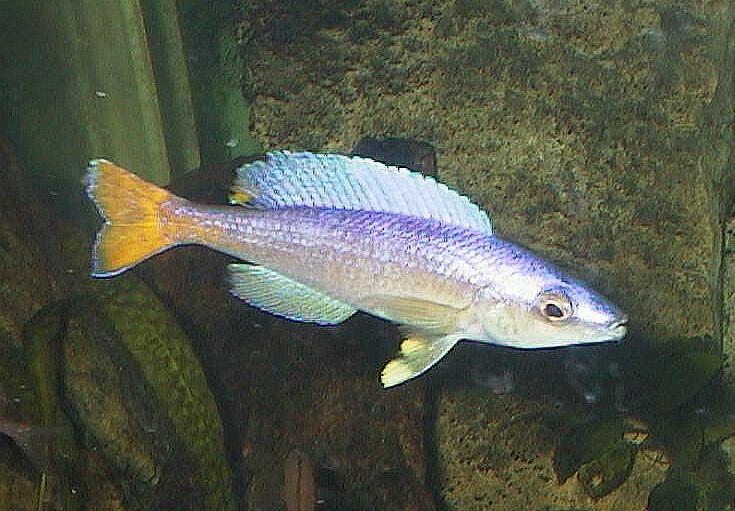 Cyprichomis leptosoma