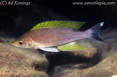 Cyprichromis coloratus