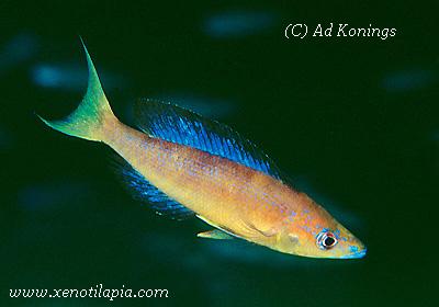 Cyprichromis microlepidotus