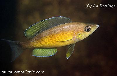 Cyprichromis zonatus