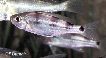 Haplotaxodon trifasciatus