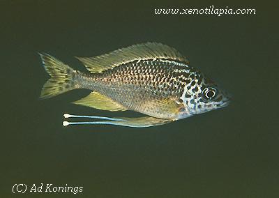 Ophthalmotilapia nasuta